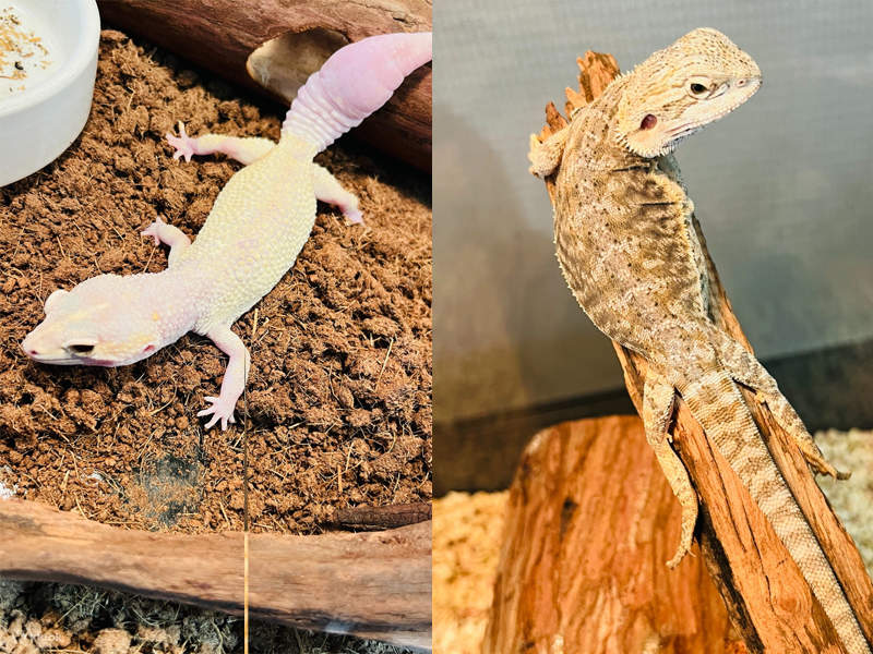 lollypet萌寵樂園 | 中航城君尚店